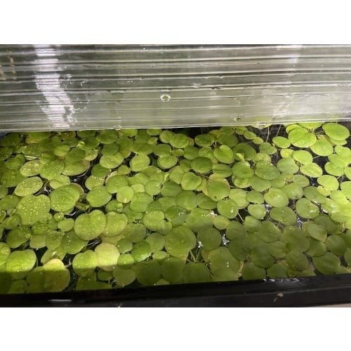 Amazon Frogbit X10