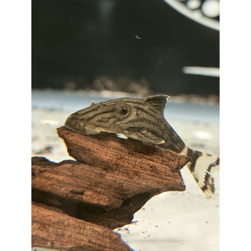 L191 Royal Pleco Group x4 2-3”