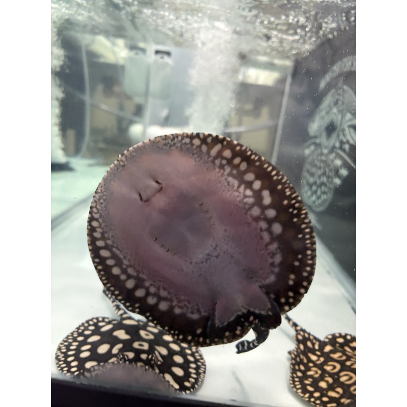 High Grade Pure Black Diamond Freshwater Stingray