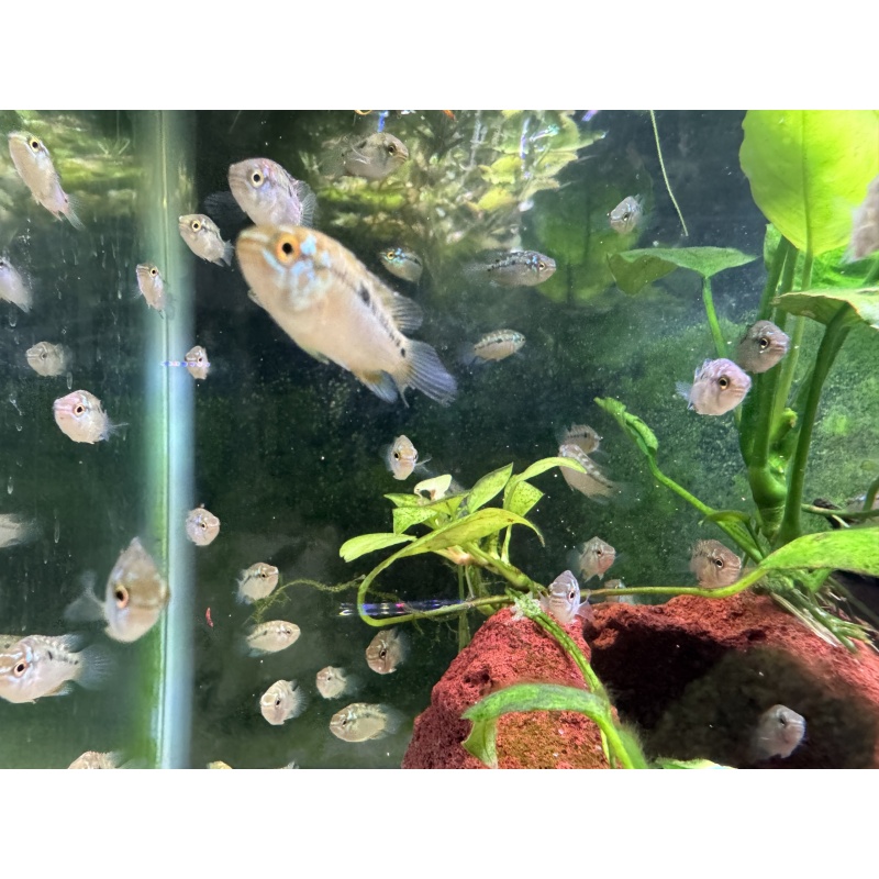 Four (1/2-3/4 Inch) Ivanacara Bimaculata Freshwater Aquarium Fish