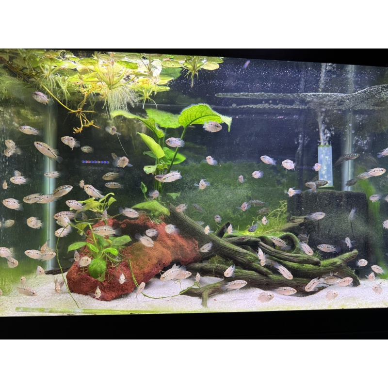 Four (1/2-3/4 Inch) Ivanacara Bimaculata Freshwater Aquarium Fish