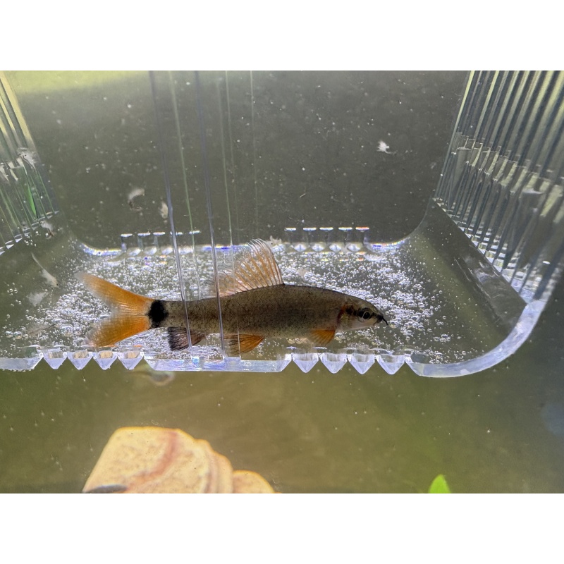 Rainbow shark