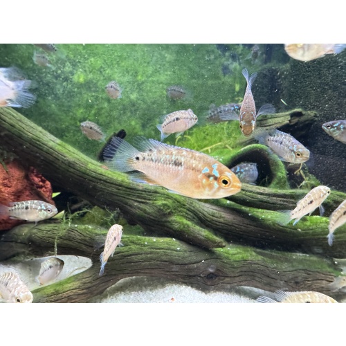 Six (1/2-3/4 inch) Ivanacara Bimaculata Freshwater Aquarium Fish