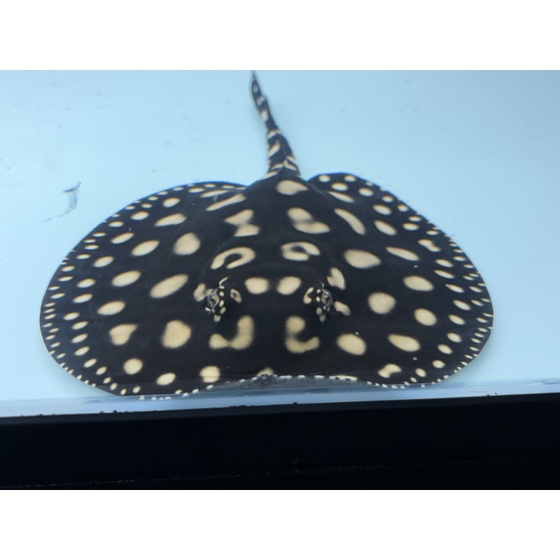 Hybrid Male Freshwater Stingray