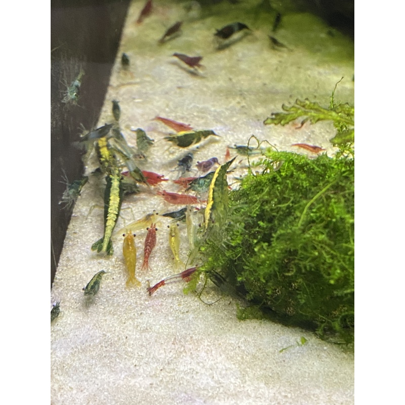 Neocaridina Culls 40+ bonus items