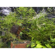 Guppy Grass baseball size portion