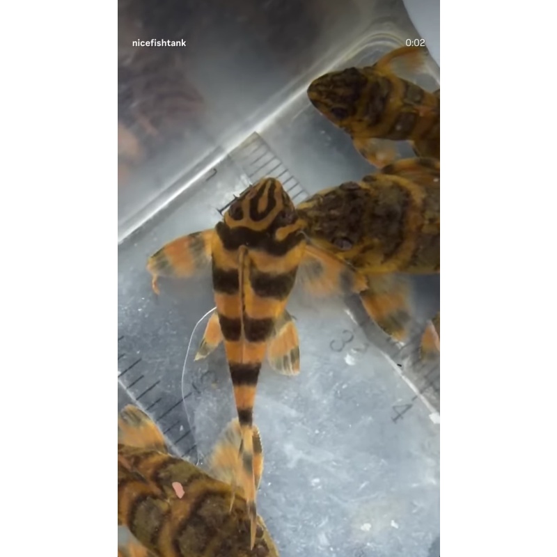 L306 Blood Rec Tiger Pleco
