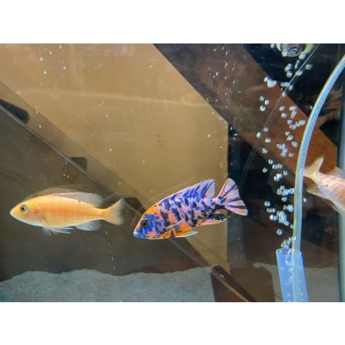 5 OB peacocks