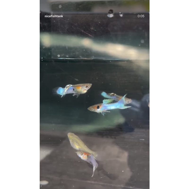 Japan Blue Guppies, 2 pair