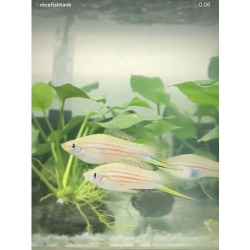 Xiphophorus Mayae swordtail colony, 1M, 3F