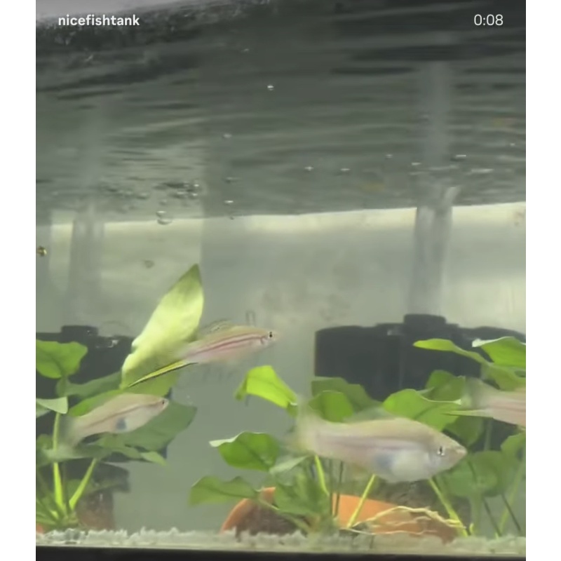 Xiphophorus Mayae swordtail colony, 1M, 3F