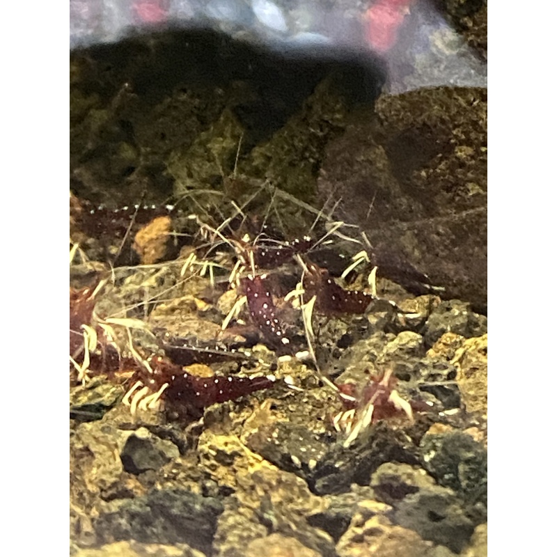 Cardinal Sulawesi White sock shrimp 10+1