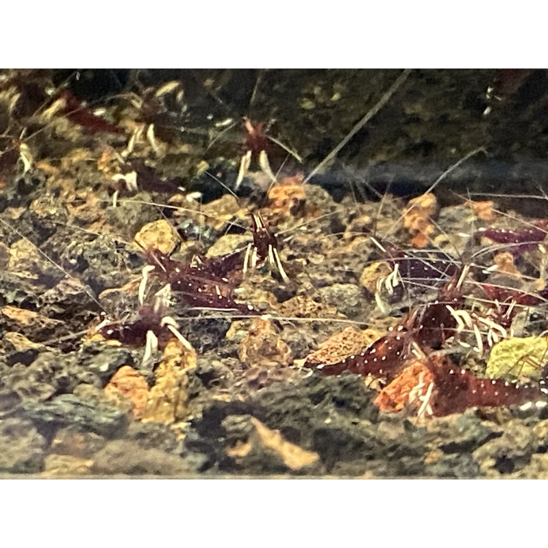 Cardinal Sulawesi White sock shrimp 10+1
