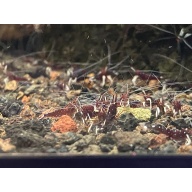 Cardinal Sulawesi White sock shrimp 10+1