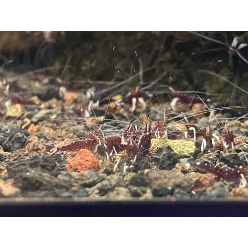 Cardinal Sulawesi White sock shrimp 10+1