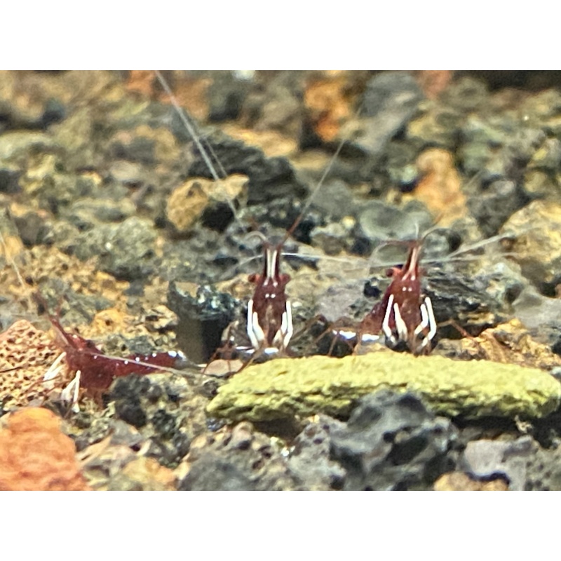 Cardinal Sulawesi White sock shrimp 10+1