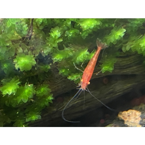 Orange Eye Red Demon shrimp 10+1+bonus items