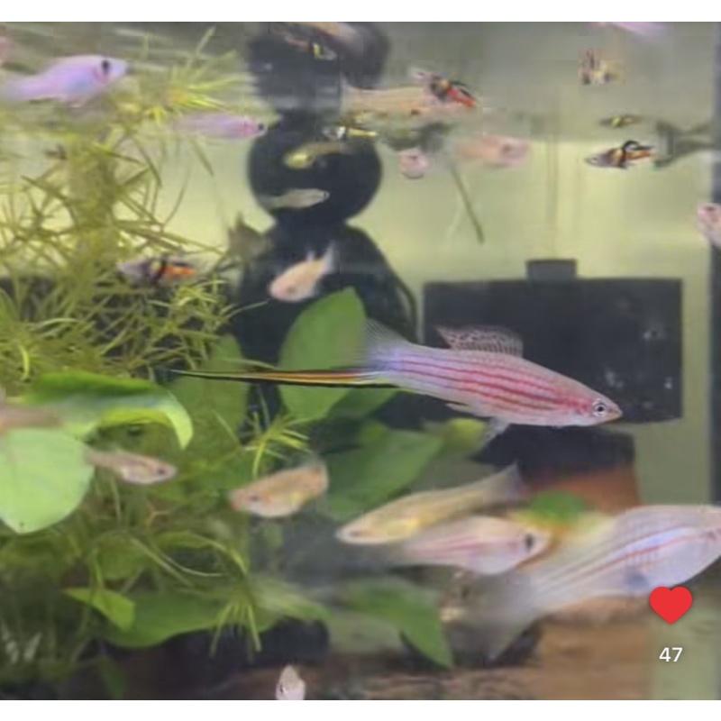 Xiphophorus Mayae swordtail colony, 1M, 3F