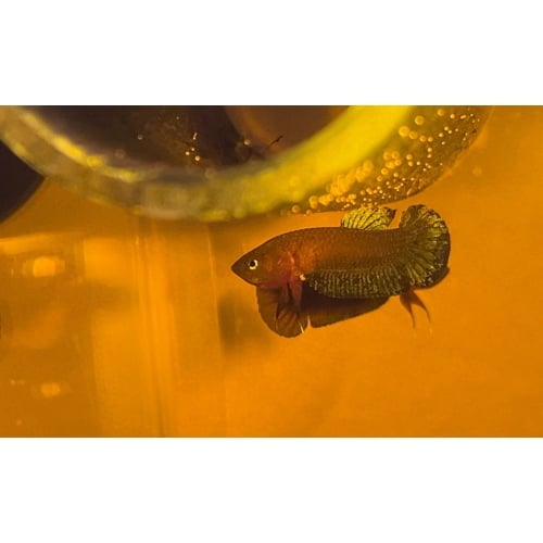 Betta Pesephone Pair