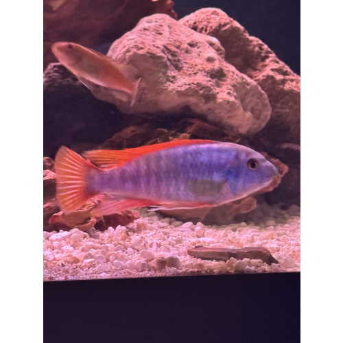 Red Top Trewavasae