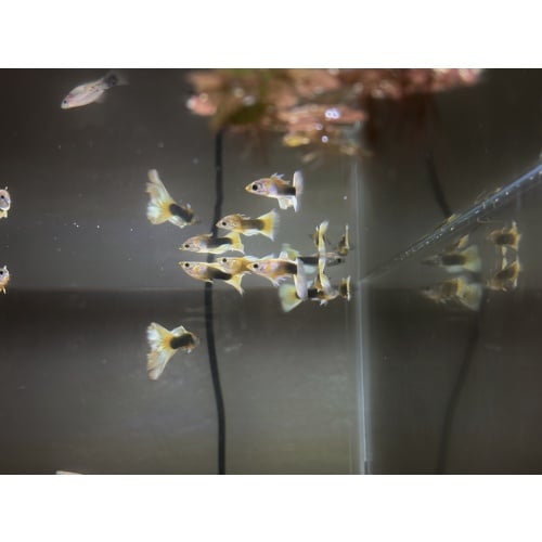 6 Male Half Black Yellow Guppies