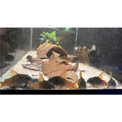Adult Breeding Group (9) CW217 Corydoras