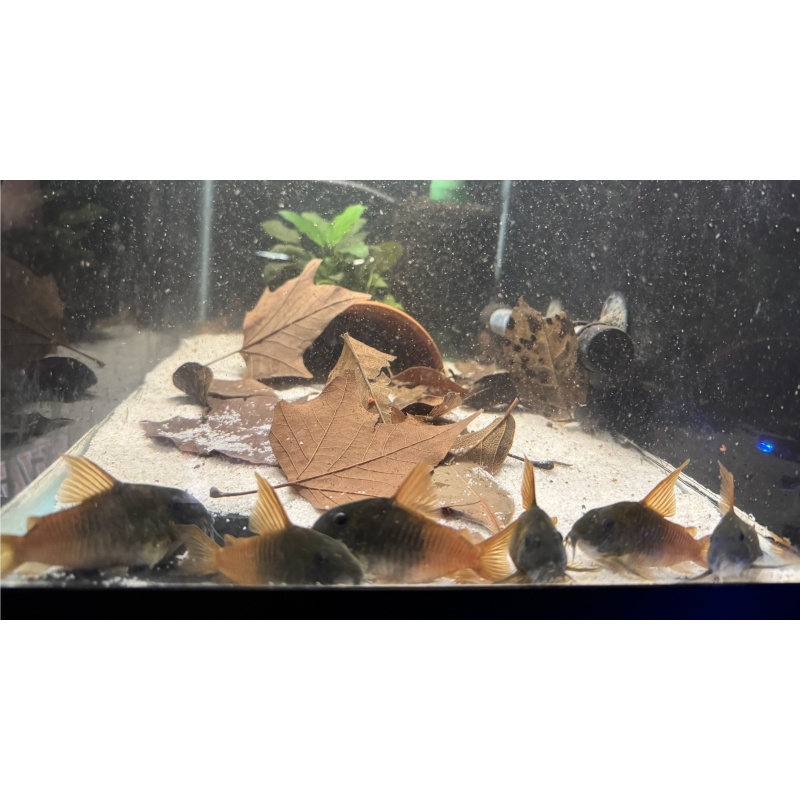 Adult Breeding Group (9) CW217 Corydoras