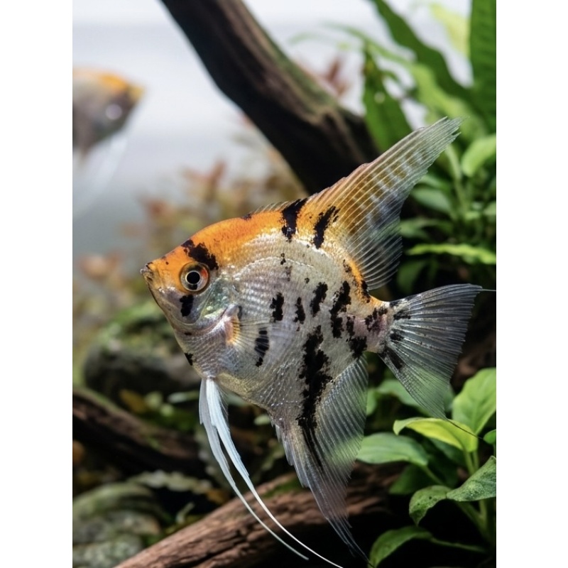 1-2" Koi Angelfish (5 PACK) Unsexed