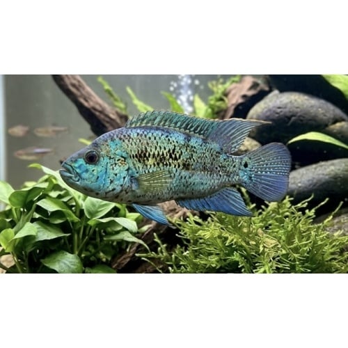2-3" Electric Blue Jack Dempsey