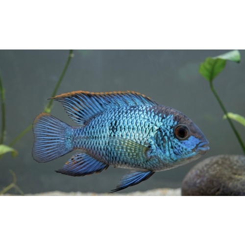 2-3" Electric Blue Acara