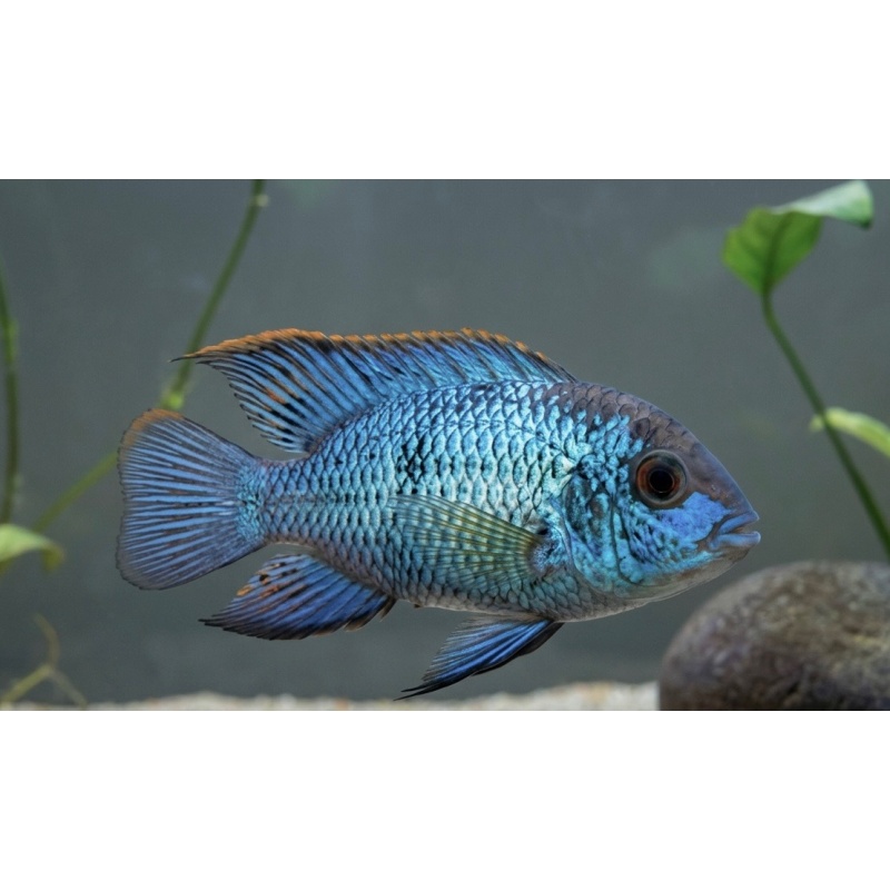 2-3" Electric Blue Acara