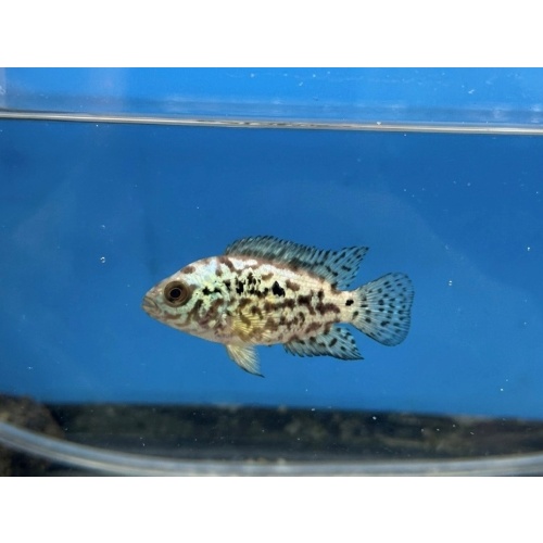 1"-2" Electric Blue Jack Dempsey