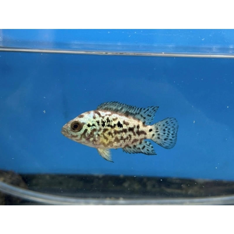1"-2" Electric Blue Jack Dempsey