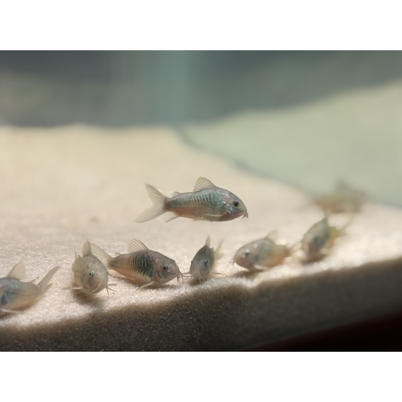6 Bronze Cory (Corydoras aeneus – Green Variant) – Home Raised