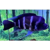 Frontosa - Moba Fry