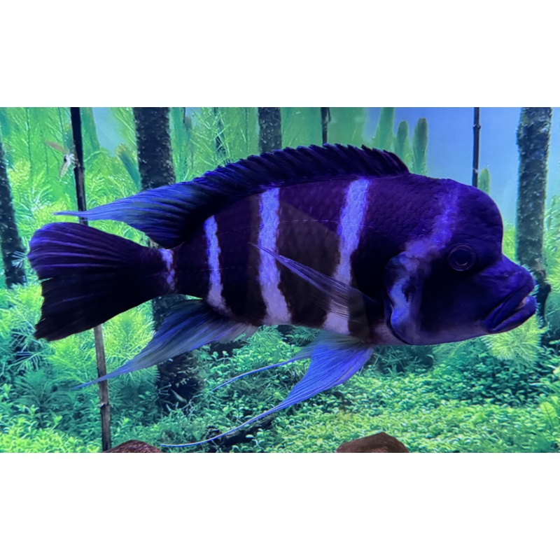 Frontosa - Moba Fry