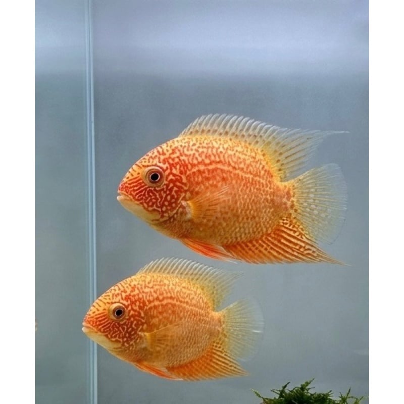1"-1.5" Red Spotted Severum ((3 pack))