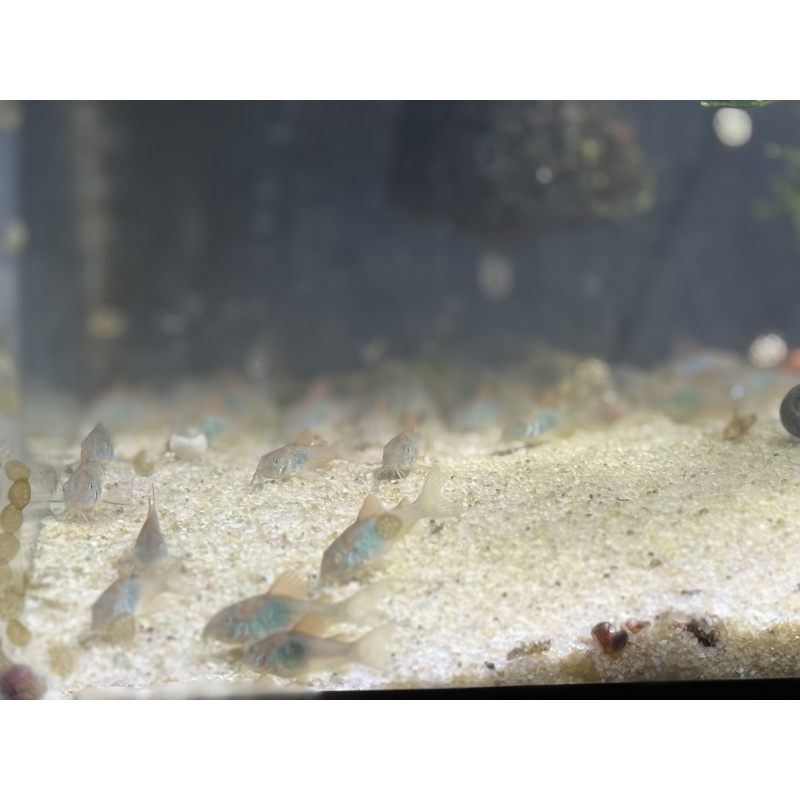 6 Bronze Cory (Corydoras aeneus – Green Variant) – Home Raised