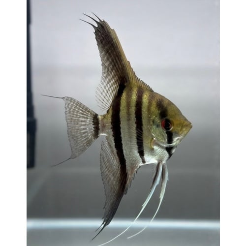 5-6" Silver Angelfish
