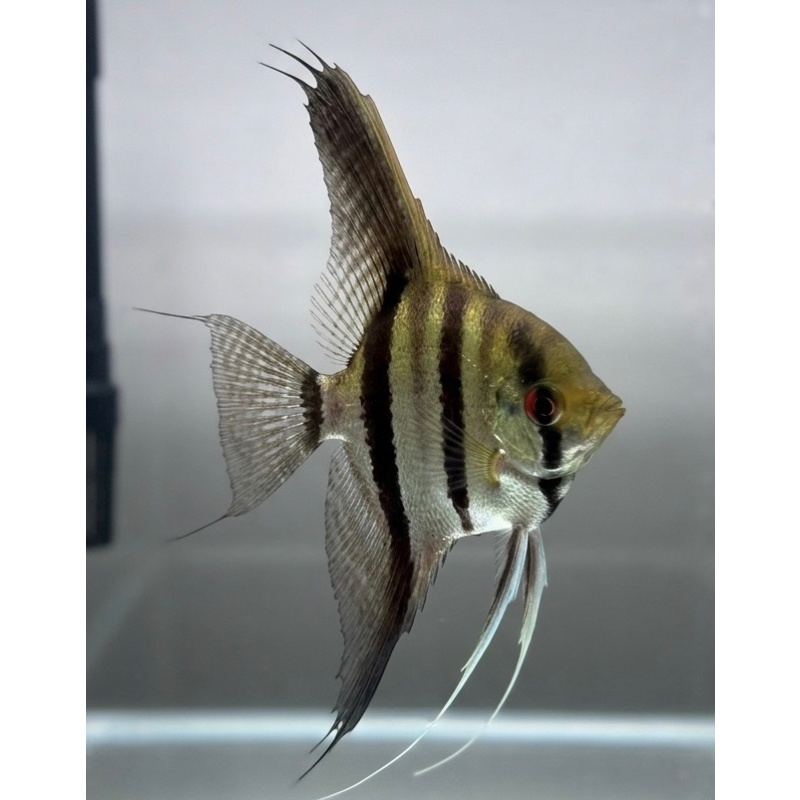 5-6" Silver Angelfish