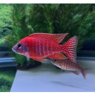 Rubin Red Peacock