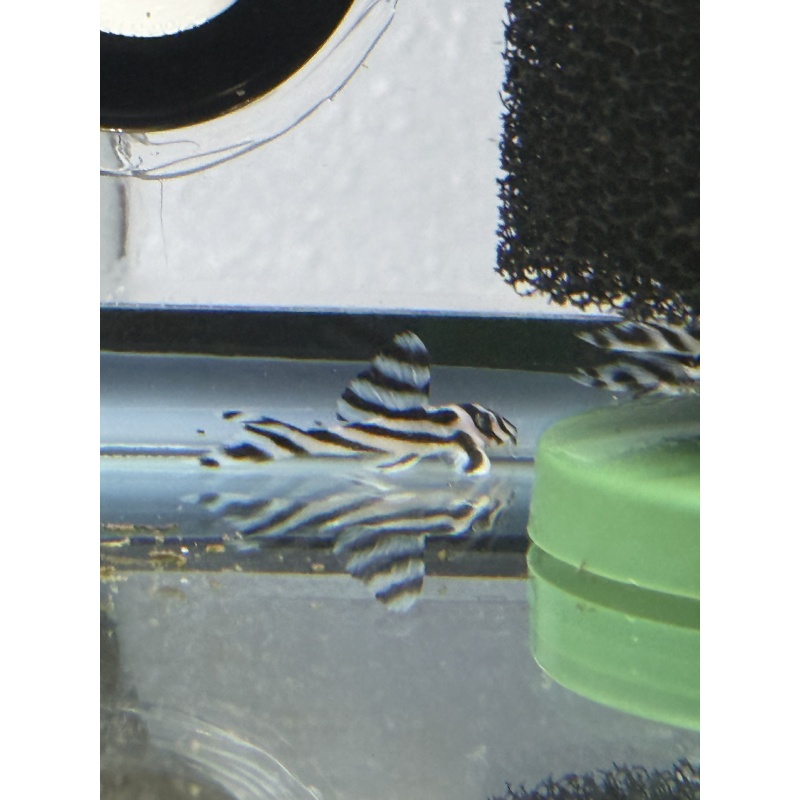 L046 Zebra Pleco 1.5”