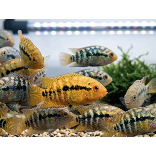 2"-3" Rainbow Cichlid