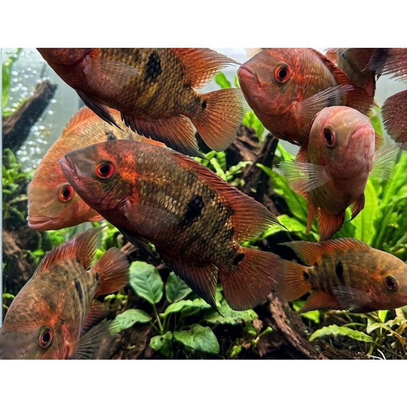 2-3" chocolate cichlid - Unsexed