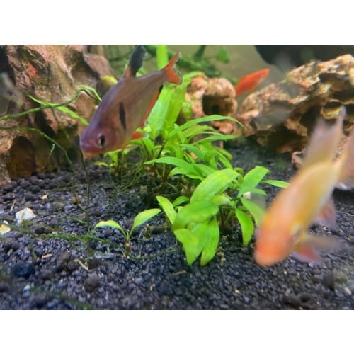3 serape tetras