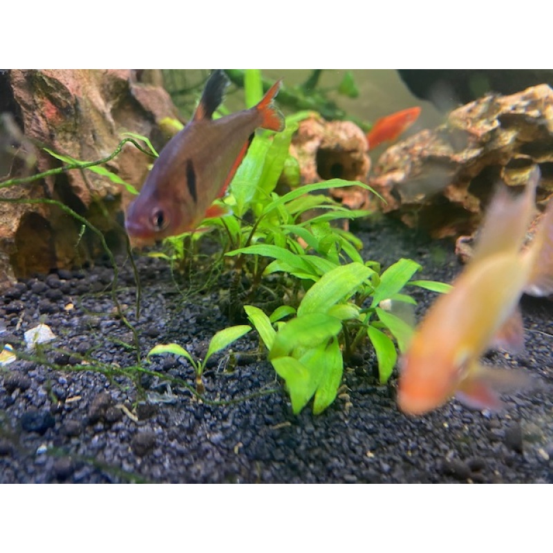 3 serape tetras