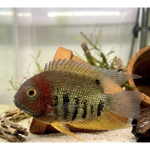 3-4" Red Shoulder Rotkeil Severum - Unsexed