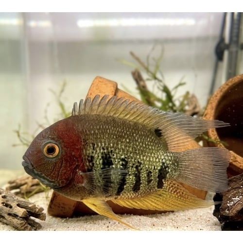 2-3" Severum - Unsexed