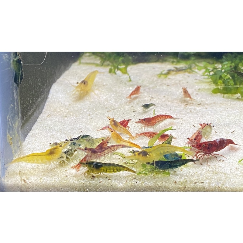 50 Neocaridina Culls+ bonus items