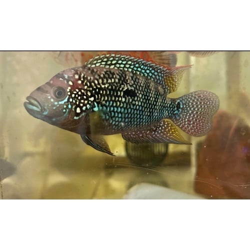 2-3" Jack Dempsey (UNSEXED)